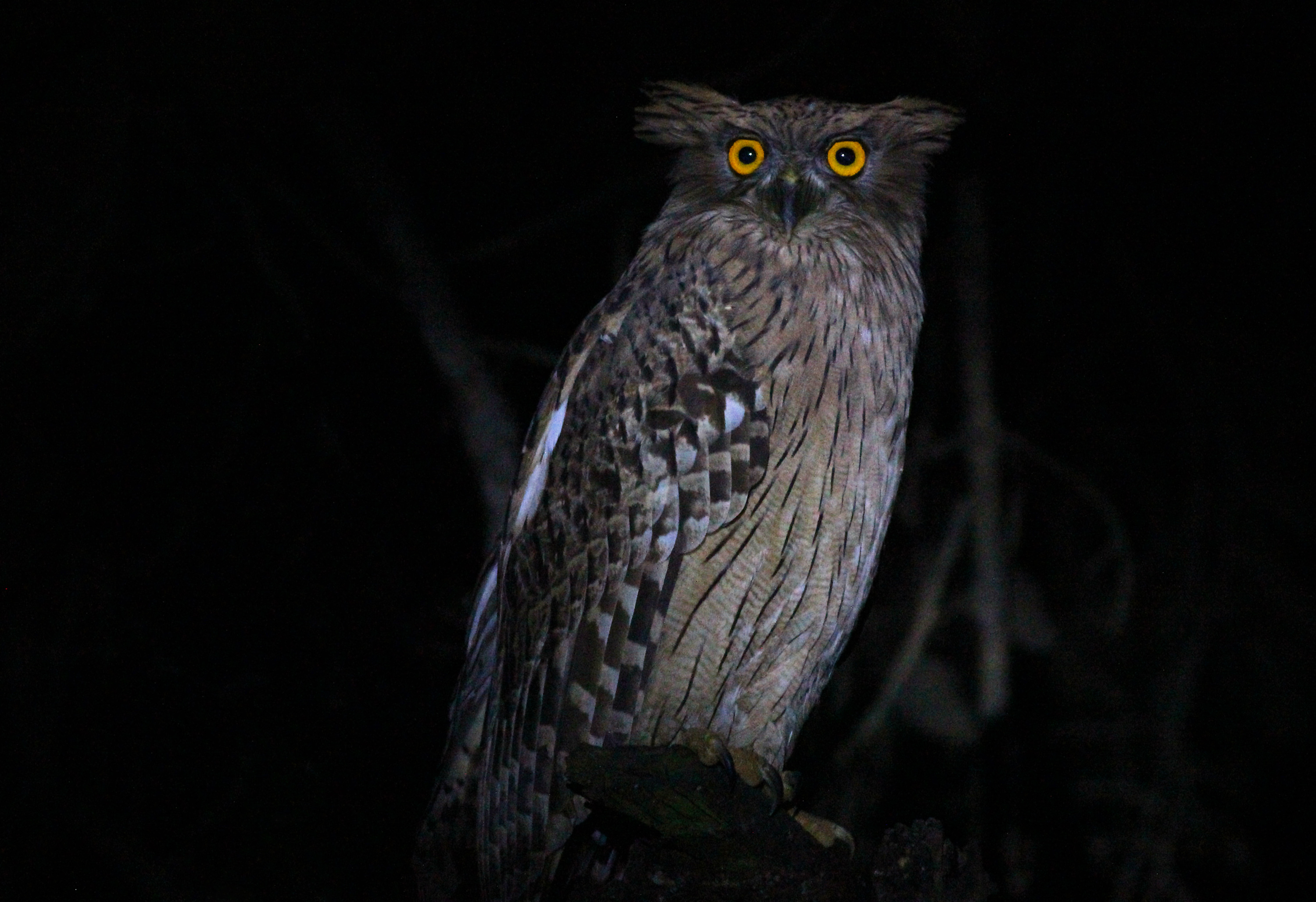 Brown Fish-Owl